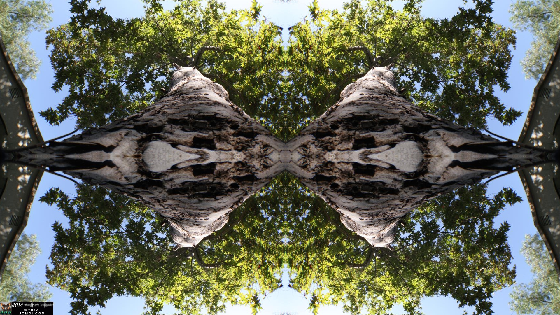 Quadroscopic image made from a fisheye view or an overhead tree